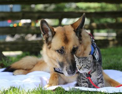 First Aid for Dogs and Cats Really Cheap