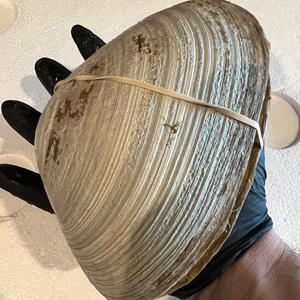 Live Surf Clams - Massachusetts Cheap Sale Footaction