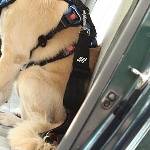 Zoof Dog Car Seat Belt Clearance Hot Sale