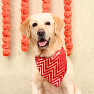 Zoof Diwali Bandana for Dogs Low Pice For Sale