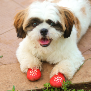 Zoof Boots - Happy Pawter Clearance Order
