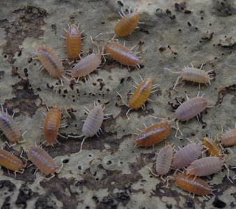 Porcellionides pruinosus Powder Orange Isopod Clearance Fashionable