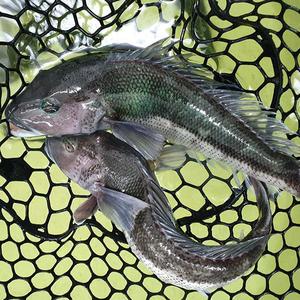 Live Blue Cod Discount Best Pices