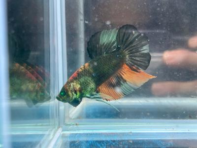 * Betta * HULK HMPK #HU32 (Actual Fish) Tumblr Cheap Online
