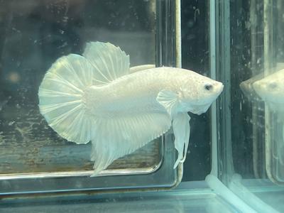 * Betta * Platinum White HMPK #P17 (Actual Fish) 2025 Sale Online