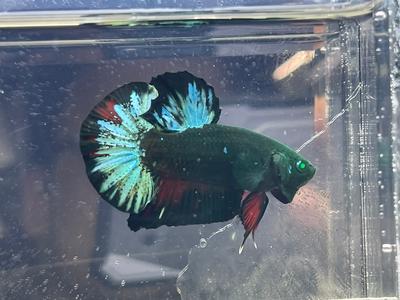 * Betta * HULK HMPK #HU27 (Actual Fish) Cheap Sale Good Selling