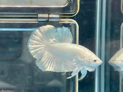 * Betta * Platinum White HMPK #P21 (Actual Fish) Fast Delivery Sale Online