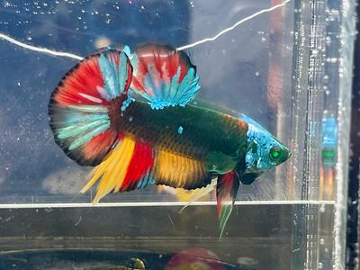 * Betta * HULK Fancy HMPK #HU28 (Actual Fish) Clearance Extremely