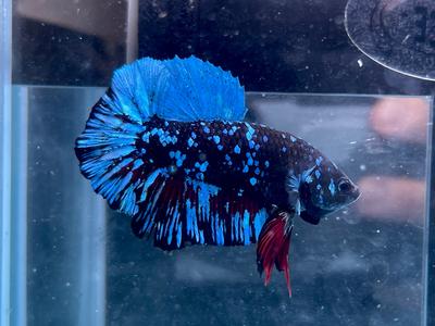 * Betta * Avatar HMPK #A13 (Actual Fish) Popular