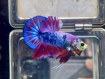 * Betta * Neon Lavender HMPK #P9 (Actual Fish) Sale Big Discount