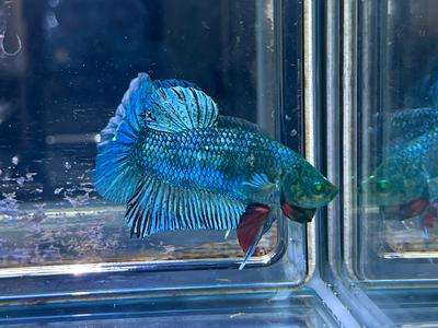 * Betta * HULK HMPK #HU26 (Actual Fish) Cheap Lowest Pice