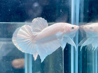 * Betta * Platinum White HMPK #W1 (Actual Fish) Genuine Online