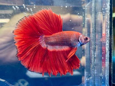 * Betta * Red Marble HM #HM28 (Actual Fish) Cheap Sale Release Dates