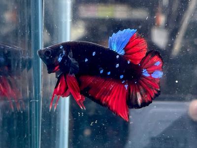 * Betta * Avatar HMPK #A12 (Actual Fish) Clearance 100% Original