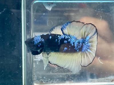 * Betta * Avatar HMPK #P4 (Actual Fish) Pay With Paypal For Sale