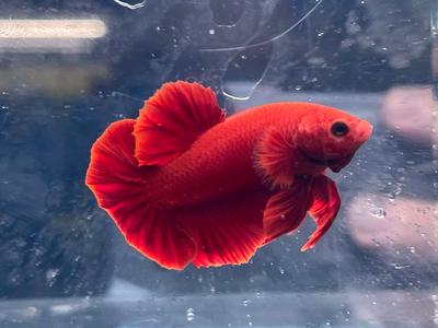 * Betta * Super Red HMPK #R2 (Actual Fish) Outlet Store Cheap Online