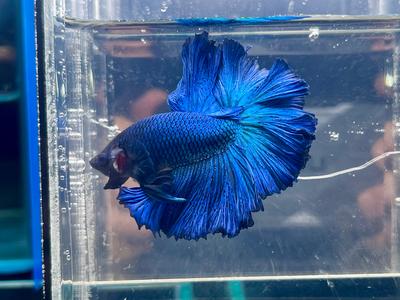* Betta * Turquoise HM #HM22 (Actual Fish) Sale Geniue Stockist