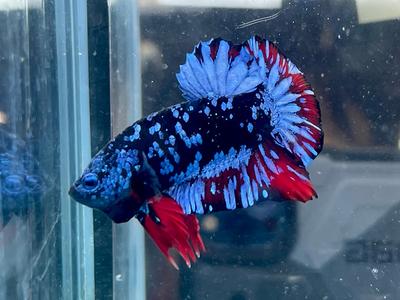 * Betta * Avatar HMPK #A10 (Actual Fish) Outlet Pices