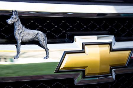 Great Dane - Free Shipping Clearance Classic