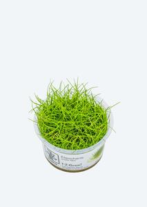 1-2-Grow! Eleocharis pusilla 'Mini' Outlet Geniue Stockist