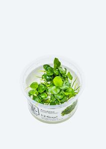 1-2-Grow! Anubias 'Mini Coin' Cheap Sale 100% Authentic