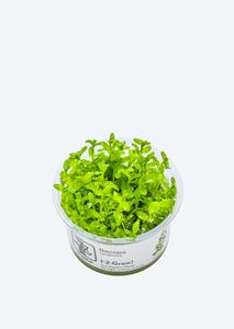 1-2-Grow! Bacopa caroliniana For Cheap Pice