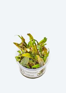 1-2-Grow! Cryptocoryne undulatus Sale Low Cost