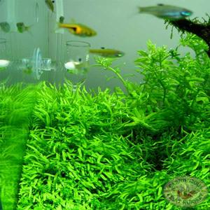 Utricularia graminifolia Clearance Latest