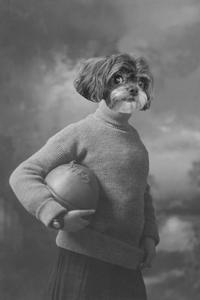"Play Ball" Pet Portrait Looking For Sale Online