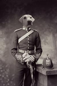 "Medal Of Honor" Pet Portrait Clearance Get To Buy
