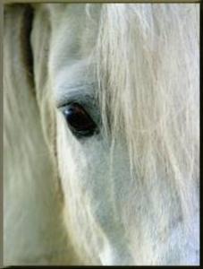 Equine Stress blend 25ml Buy Cheap Clearance Store