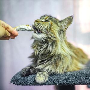 Cat Whole Salmon Topper Buy Cheap 2025 New