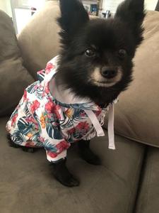 Hawaiian Paradise Dog Hoodie Clearance Order