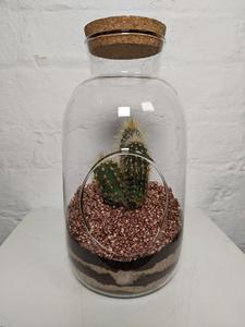 Cork Bottle Terrarium (Cactus) Buy Cheap Clearance Store