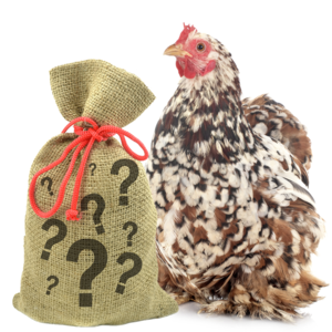 Pampered Chicken Mama 7 Pound Mystery Chicken Treat Bundle: 7 Different Treats Delivered To Your Door! Footlocker Cheap Online