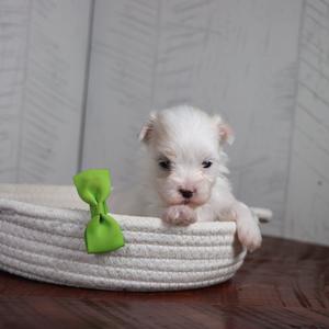 Ruckus - Available 4/16 Buy Cheap Clearance Store