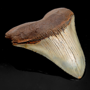 Megalodon Zhne Perfect Sale Online