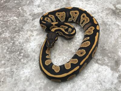 Blackhead Desert Ghost Cheap Real Eastbay