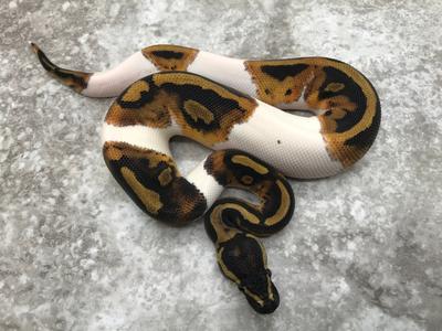 Pied Het Lavender Official Site For Sale