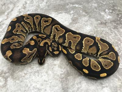 Blackhead Asphalt Het Desert Ghost Outlet Deals