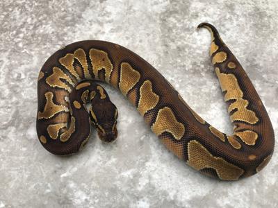 Blackhead Enchi pos Het Pied Original Cheap Online