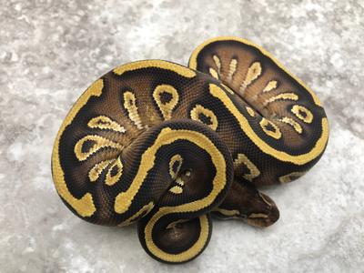 Mojave Yellow Belly Het Desert Ghost With Credit Card Free Shipping