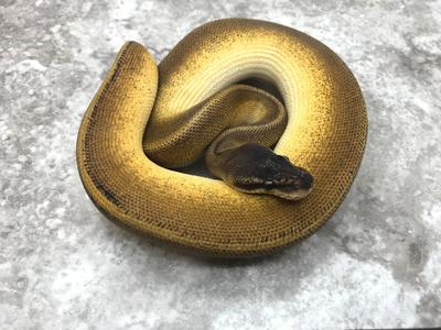 Blackhead Pastel Genetic Stripe pos Het Hypo Cheap Sale Pay With Visa