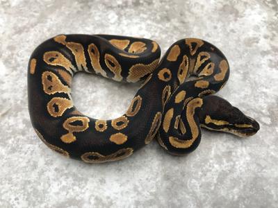 Blackhead Het Clown pos. Het Hypo Buy Cheap Footlocker Finishline