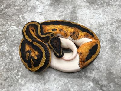 Pied Het Ultramel Buy Cheap Latest