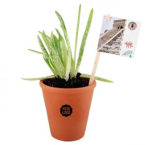 Aloe vera en pot personnalis Largest Supplier