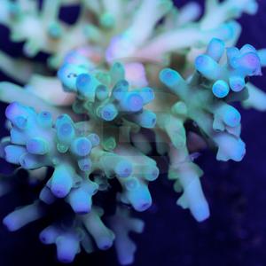 Blue lagoon Clearance 2025
