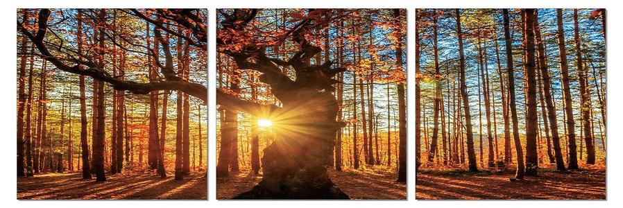 Trees and Sun Sale Hot Sale