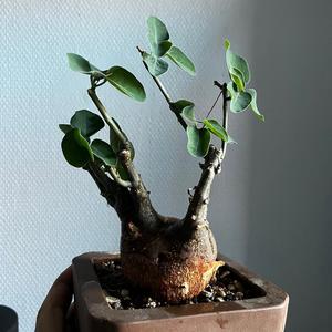 Adenia Spinosa Sale Genuine
