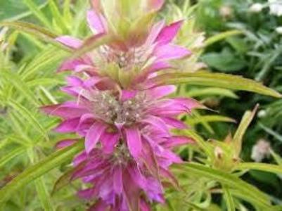 Bergamot - Lemon New Arrival For Sale